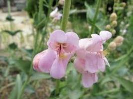 100 Palmer&#39;s Penstemon Fresh Seeds - £6.77 GBP