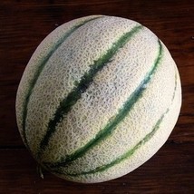 USA SELLER New Tuscany Melon Italian 10 seeds sweet fragrant cantaloupe hard to  - £9.54 GBP