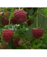 5 Red Raspberry &quot;Heirloom&quot; Everbearing Bareroot Plants Grown Chemical Free - $25.00