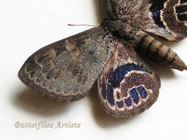 Ultra Rare Castnia Escalantiana Escalantei Real Moth Framed Entomology S... - £899.82 GBP