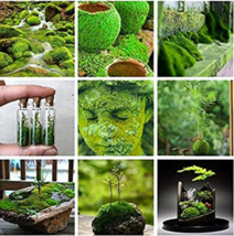 500 Seeds Aquatic Grass Bonsais Colorful Underwater Moss Aquarium Pot Pl... - $185.64 MXN