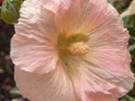 25 Peach Hollyhock Alcea Rosea Flower Seeds Perennial USA Fast Shipping - £14.47 GBP