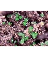 STEPITE, VYSOKYITE - Rare Uranium - Svornost Mine,Jachymov, CZECH REPUBLIC - $4,880.46 MXN