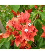 Live Plant - Bougainvillea - 'Flame' - $29.00