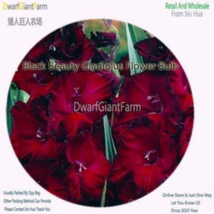 3 pcs A Set Vaniot Houtt Flower Gladiolus Bulb - (Color: Black Beauty) FROM GARD - £6.36 GBP