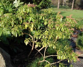 Pieris Japonica (Japanese pieris) 50 seeds - £1.62 GBP