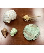 Vintage Natural Abalone Green Swirl Shell - 5” + 4 Others - €9,91 EUR