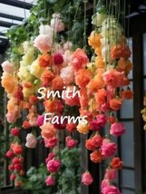 SEPTH 25 Seeds Rainbow Weeping Begonia Flowers Beautiful Hanging Basket ... - $146.76 MXN