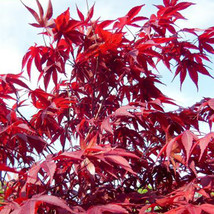 10 Seeds Acer Palmatum Atropurpureum Potted Plant Red Maple Leaf Seeds F... - $40.93