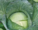 600 Cabbage Seeds All Seasons Heirloom Non Gmo Fresh Fast Shipping - £7.22 GBP