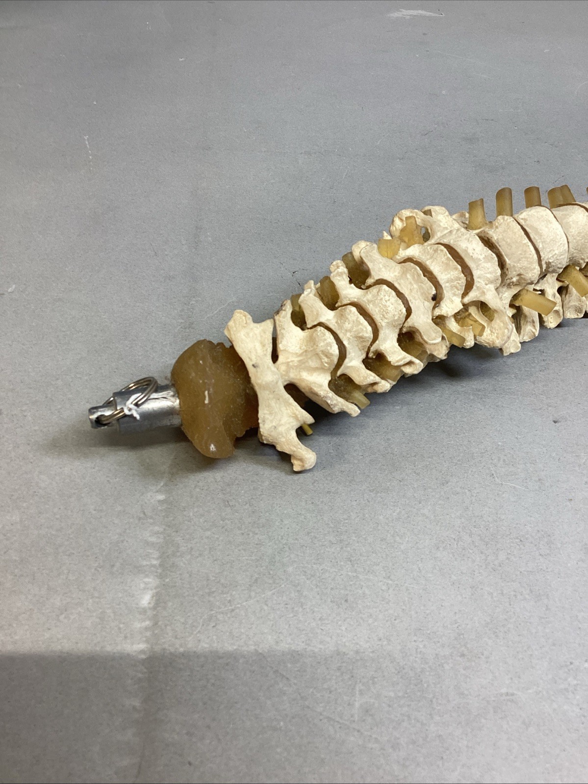 Resin Human Vertebral Column with Pelvis Skeleton Model Medical Anatomical Spine Item image 7
