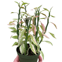 Variegated Devil&#39;s Backbone Euphorbia-4&quot; Pot - $722.49 MXN
