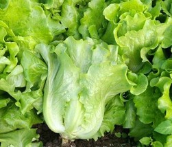 1000 Seeds All Season Romaine Lettuce Seeds Italian Yearly Lettuce USA - £7.52 GBP