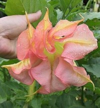 PWO 40 Dbl Bright Yellow Orange Pinkangel Trumpet Seeds Flowers Seed Flower/Ts - £5.64 GBP