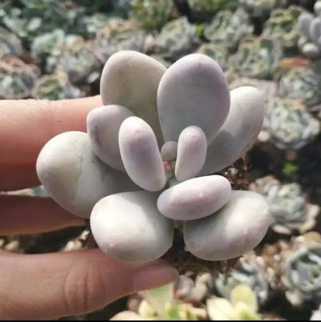 Pachyphytum oviferum - Pink Moonstone 2 Pot - $17.14
