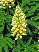 Lupine, Golden Yellow, 20+ Seeds, Organic, Beautiful Golden Flowers, Seeds - £1.54 GBP