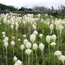 Bear Grass Ornamental Grass Seeds Xerophyllum tenax 50 Seeds Fresh Seeds - $13.98