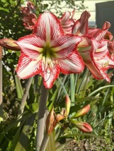 50 Seeds Red And White Candy Striped Amaryllis Swift To Sprout Heirloom Seeds Fo - £11.15 GBP