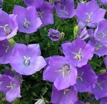 GUNEL Tussock Bellflower 200 Fresh Seeds - Campanula Carpatica - £0.75 GBP