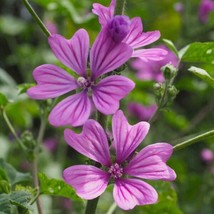 Zebrina Hollyhock 25 seeds - £7.72 GBP