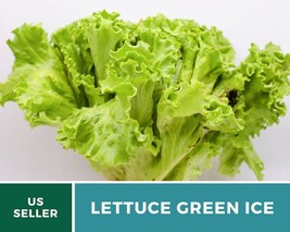 500 Lettuce Green Ice Seeds Lactuca sativa Heirloom Vegetable Open Polli... - £12.56 GBP