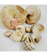 Vintage Seashells Cone Shaped Shells LOT .5 to 3 Inch Lot of 10 - $16.83