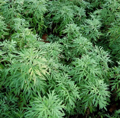 Fresh Sweet Wormwood Herb 500 Seeds Sweet Annie Sagewort Garden - £10.37 GBP