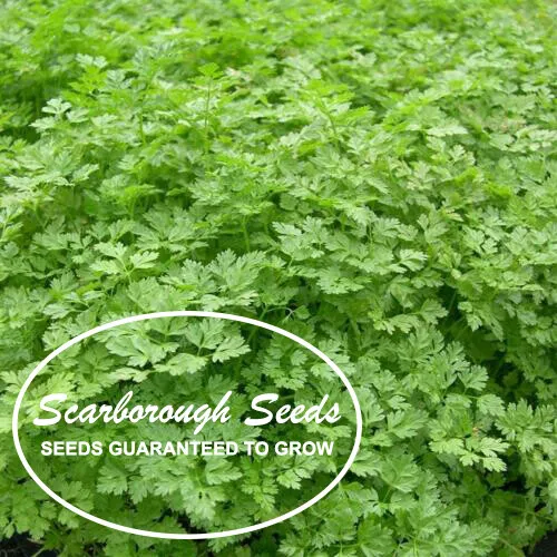 Scarborough Seeds Winter Chervil, French Parsley, Non Gmo, Heirloom, 500 Seeds F - £7.11 GBP
