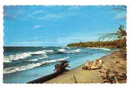 Postcard Bleached Driftwood On The Ocean Beach Waves Vintage Dexter - £9.82 GBP