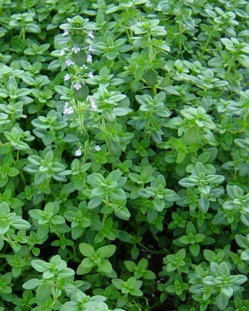 2000++ Organic Common Thyme Herb Seeds, Thymus vulgaris, NON-GMO, 2025 S... - $4.87