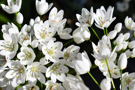 10 White Allium Neapolitanum Flowering Or Naples Onion Neopolitan Or Daf... - $19.66 CAD
