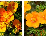Tangerine Potentilla Shrubby Cinquefoil Plant - Approx 6-8 Inch - £30.58 GBP