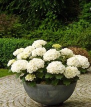 20Pcs Perennial Seeds Home Garden White Hydrangea Seeds Easy to Grow Flo... - $6.60
