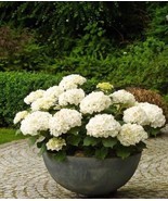 20Pcs Perennial Seeds Home Garden White Hydrangea Seeds Easy to Grow Flo... - $9.28 CAD