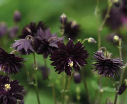 25 Seeds Nora Barlow Black Columbine Flower Seeds - £11.79 GBP