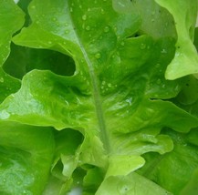 THJAR 2000 SEEDS - Lettuce, Oak Leaf OAKLEAF Green salads - $2.00