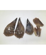 Lot of 3 Unicorn Horn Tusk Shells Sea Shells Nautical Decor Specimen Crafts - $545.35 MXN