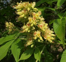 2-3 ft tall exact plant #37 Yellow buckeye ( Aesculus flava ) 2 year old plant - £28.04 GBP