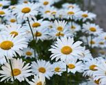 100 Alaska Shasta Daisy Flower Seeds Superbum Perennial Flower - $14.98