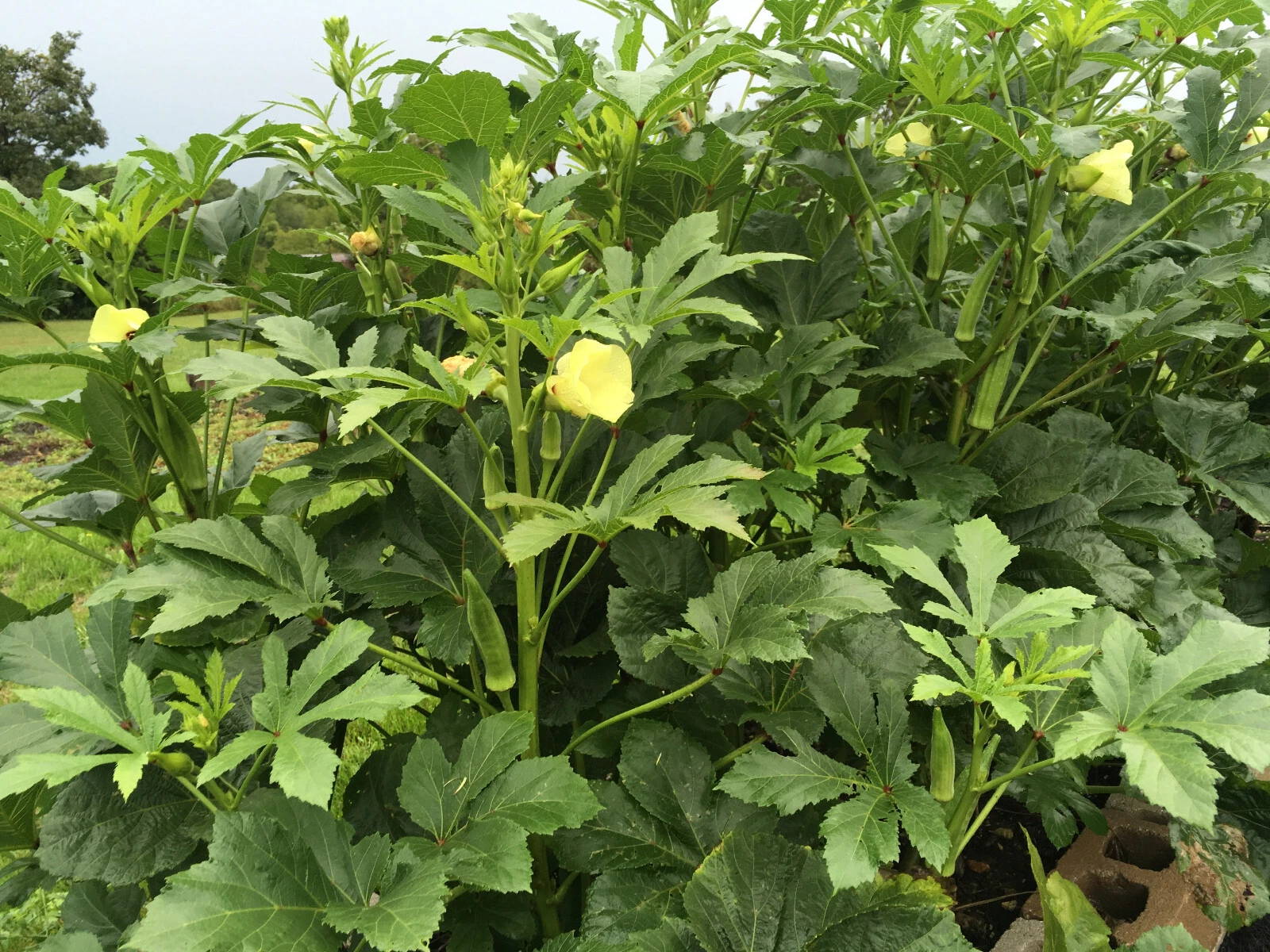 75 CLEMSON SPINLESS OKRA SEEDS. FRESH FOR GARDENS - $3.62