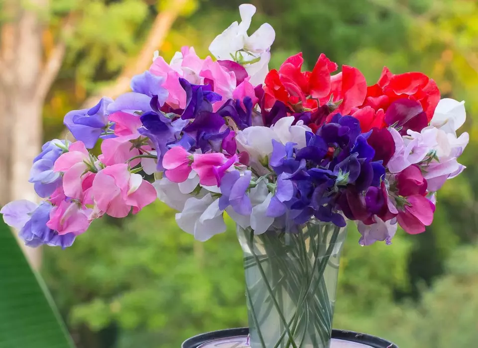 BPASTORE 50 Seeds Sweet Pea Bijou Mix Dwarf Variety Lathyrus Heirloom Non-Gmo - £7.80 GBP