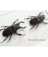 Odontolabis Striata Pair RARE Real Stag Beetles Framed Entomology Shadowbox - $1,999.50 MXN