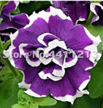 US Seller 200 Pcs Pack Bonsai Petunia Garden Bonsai Moon Night Sky Double Purple - $10.90