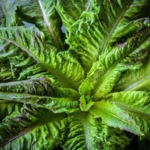 LETTUCE CHADWICK&#39;S RODAN, 250 SEEDS R - $267.26 MXN