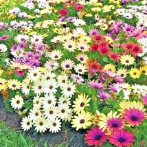 201+African Daisy Cineraria Mix Flower Seeds Cape Marigold Drought Toler... - $8.99