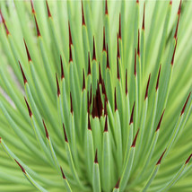 10 AGAVE Stricta Seeds/Hedgehog Agave-agave Aeeds for Garden - $14.00