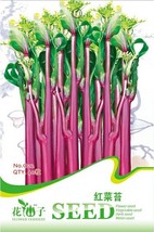 Organic Red Chinese Kale Vegetable Pack 40 Pack Tasty Brassica Campestris C112 - £6.94 GBP