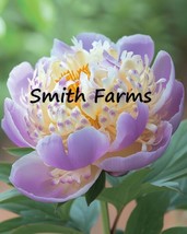 25 Seeds Lavender Cream Peony Flowers Paeonia lactiflora Delight  - $9.25