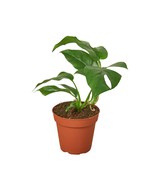 Philodendron Mini Monstera Minima-6&quot; Pot / Black Cyclinder - $2,385.31 MXN