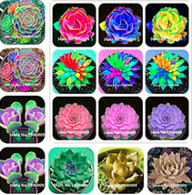 Worldwide Shipping 100 Pcs Rainbow Succulent Bonsai Seedling Perennial Office Mi - £8.41 GBP